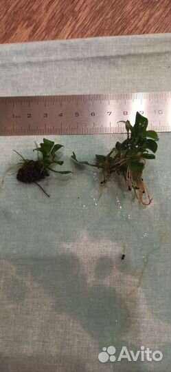 Анубиас, анубиас нана и буцифаландра