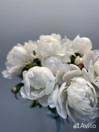 Цветы/Букет из Пионов