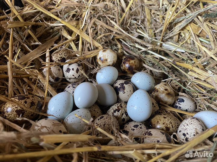 Яйца перепелиные домашние, мясо перепелов и гуся