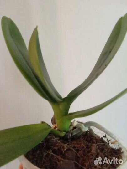 Орхидея сортовая