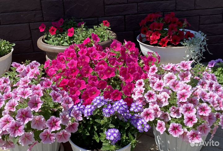 Продам рассаду петунии, лучшие ампельные сорта