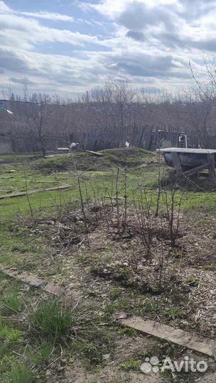 Саженцы дуба, березы, каштана