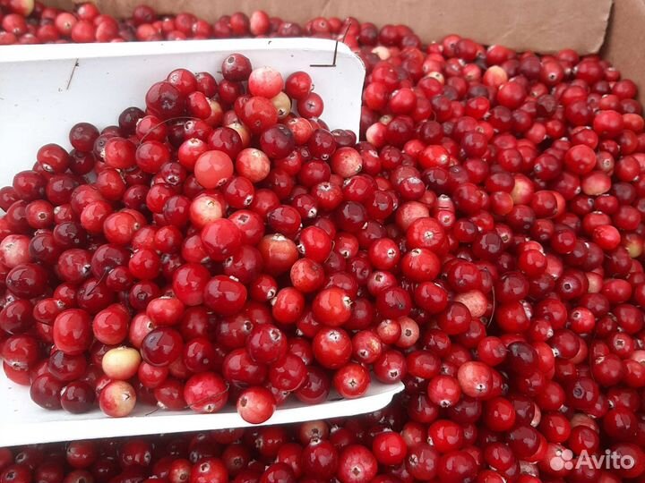 Клюква из Марий Эл