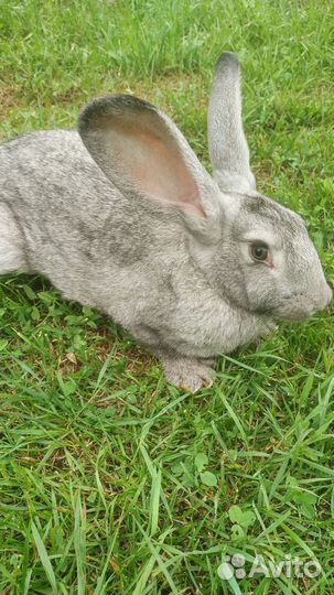 Кролики мясных пород