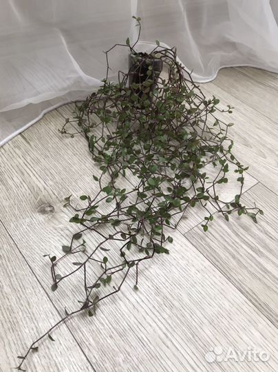 Коллизия зеленая ползучая / каллизия