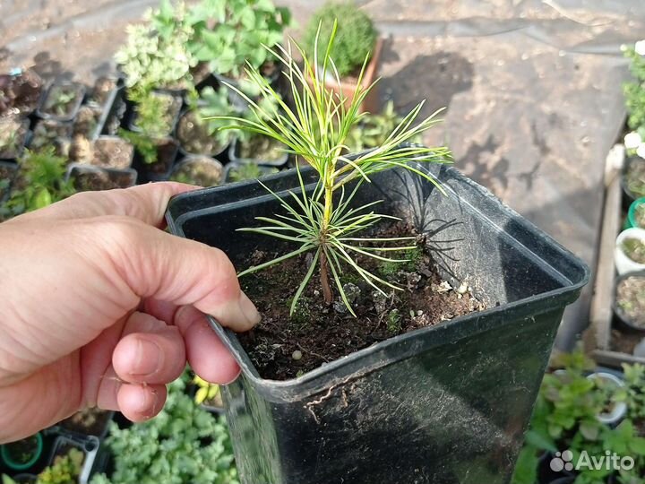 Саженцы кедра корейского