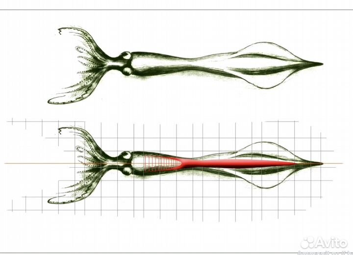 Окаменелости и Белемниты (Кальмары), Аммониты