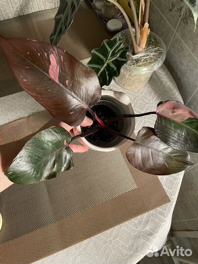 Филодендрон Розовая Принцесса (Pink princess)