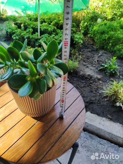 Денежное дерево, толстянка