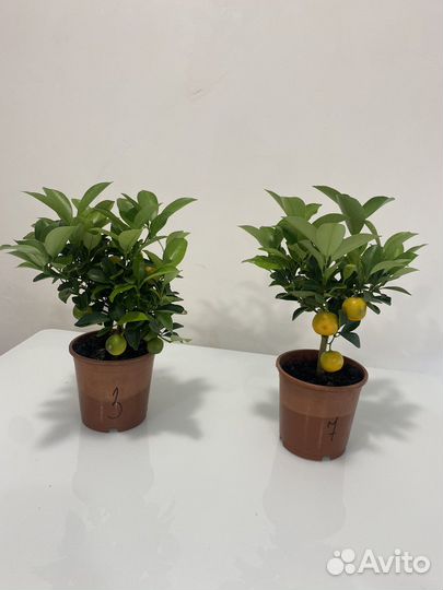 Дерево мандариновое