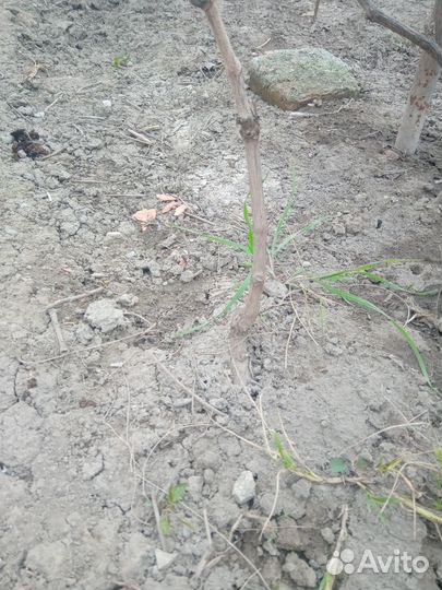 Саженец Киш -Миш