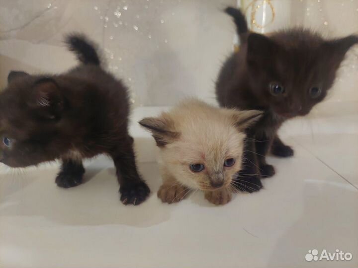 Два чëрных мальчика и девочка