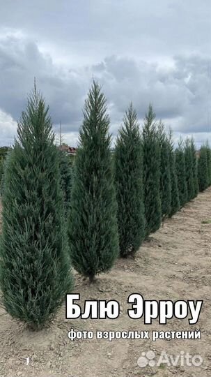 Укорененные черенки туя, можжевельник