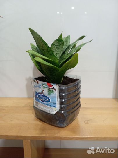 Щучий хвост