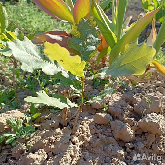 Лилейник, душица, дубок