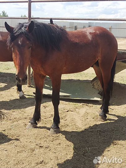 Жеребцы 2х летки