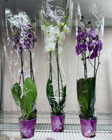 Орхидея фаленопсис на 2 цветоноса