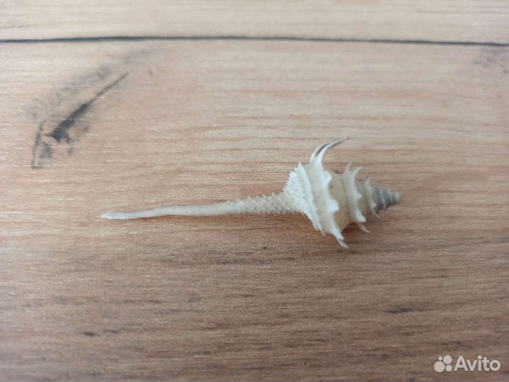 Морская раковина