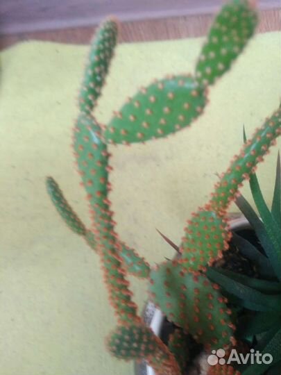 Цветы растения комнатные