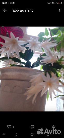 Рипсалидопсисы