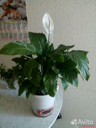 Комнатные растения и цветы