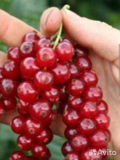 Ежевика, малина, голубика, смородина и др