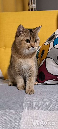 Шотладский кот вязка