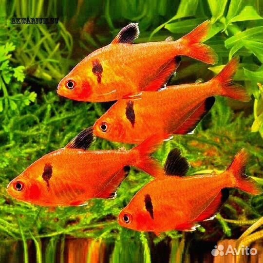 Аквариумные рыбки