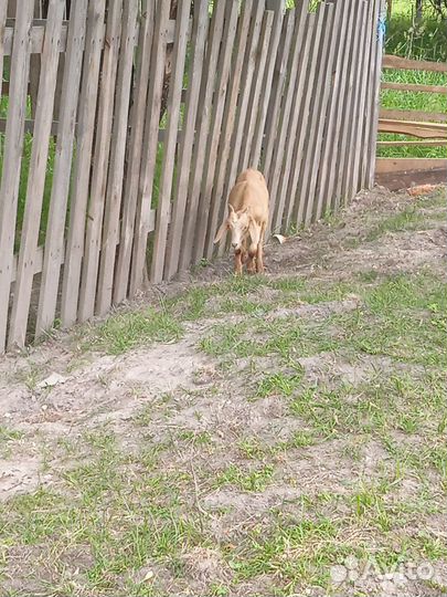 Козы козлята козлы