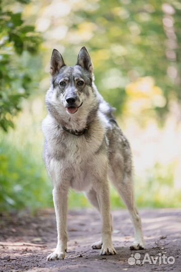 Лайка в добрые руки