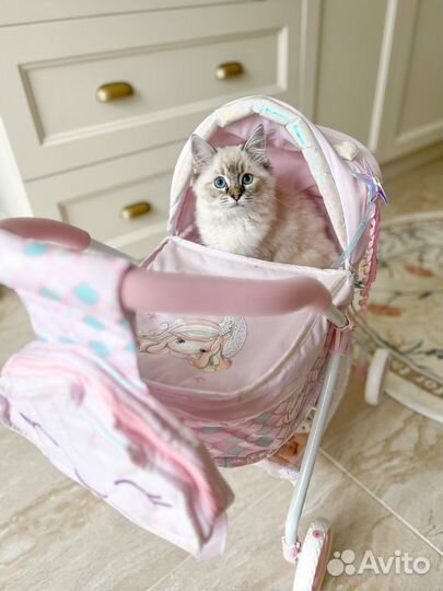 Котята рэгдолл