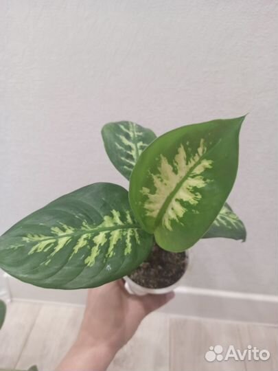 Диффенбахия 