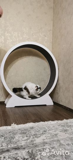 Беговое колесо для кошек