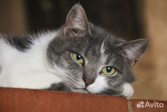 Красавчик Сокол в добрые руки