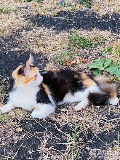 Кошки в добрые руки