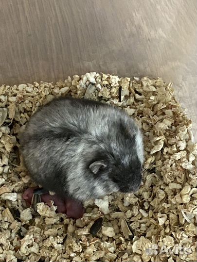 Джунгарский хомяк 