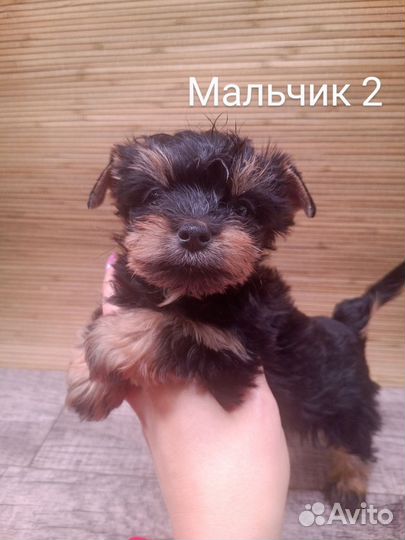 Йоркширский терьер щенки