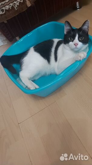 Ищем хозяев для кошечки