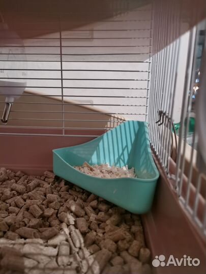 Сирийский хомяк с клеткой