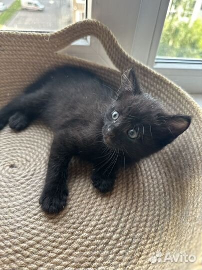 Котенок девочка в добрые руки