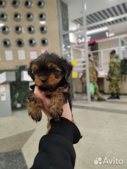 Йоркширский терьер девочки и мальчики