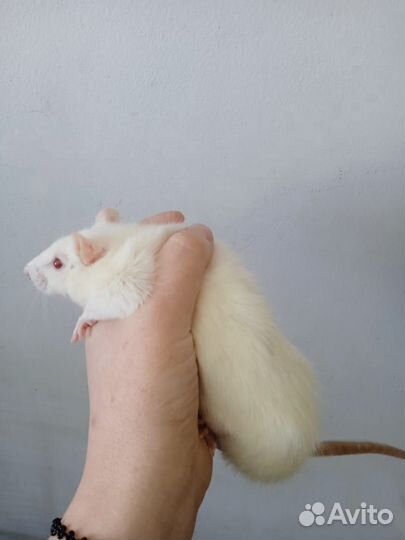 Декоративные крыски