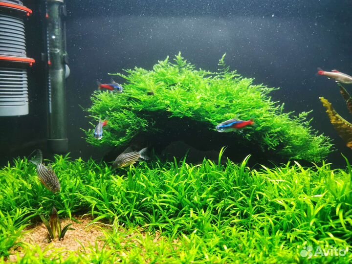 Аквариум с рыбками бу