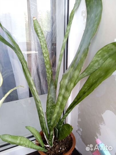 Сансевиерия