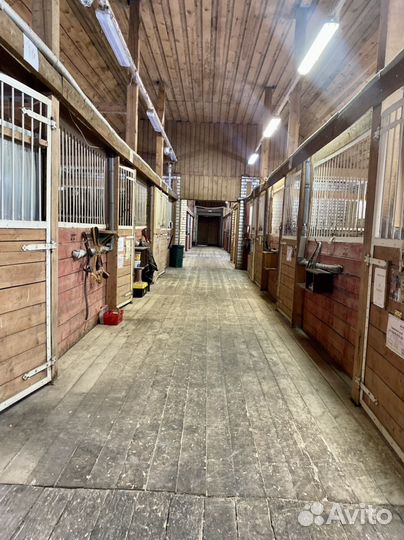 Постой лошади