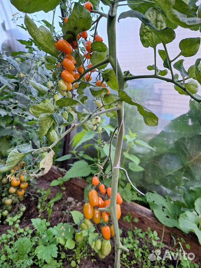 Рассада помидоры,перец, баклажаны