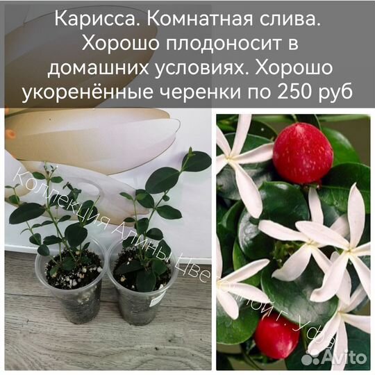 Плодоносящие растения