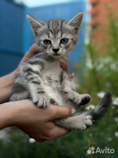 Шотландские прямоухие котята