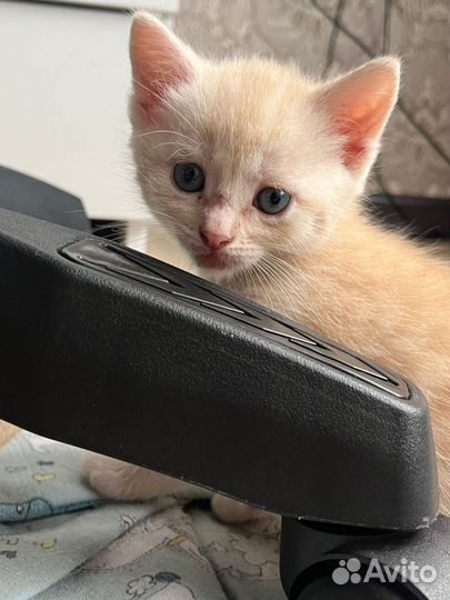 Кошка в дар бесплатно