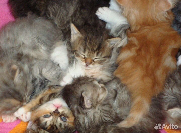 Сибирские котята